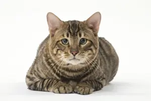 Toyger Prints: Picture No. 12010014