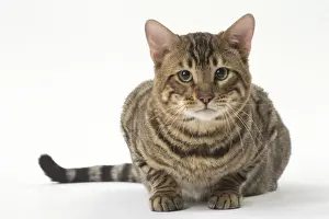 Toyger Prints: Picture No. 12010015