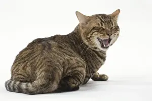 Toyger Prints: Picture No. 12010016