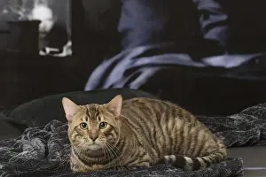 Toyger Prints: Picture No. 12010017