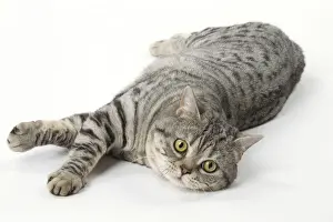 Shorthairs Prints: Picture No. 12010062