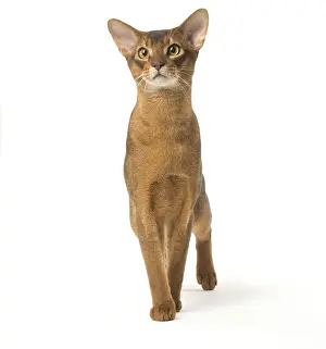 Abyssinian Prints: Picture No. 12010068