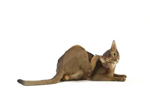 Abyssinian Prints: Picture No. 12010069