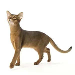 Abyssinian Prints: Picture No. 12010071