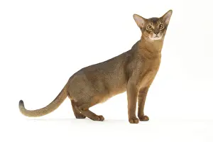 Abyssinian Prints: Picture No. 12010072