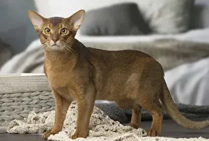 Abyssinian Prints: Picture No. 12010073