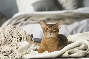 Abyssinian Prints: Picture No. 12010075