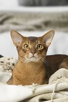 Abyssinian Prints: Picture No. 12010078