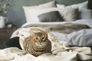 Toyger Prints: Picture No. 12010079