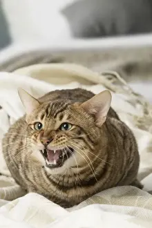 Toyger Prints: Picture No. 12010080