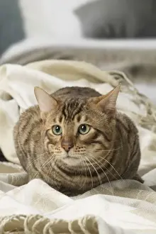 Toyger Prints: Picture No. 12010082
