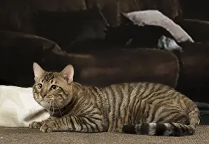 Toyger Prints: Picture No. 12010083
