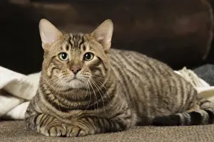 Toyger Prints: Picture No. 12010084