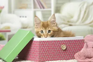 Boxes Prints: Picture No. 12010207