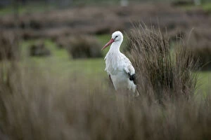 Storks Collection: Picture No. 12010268