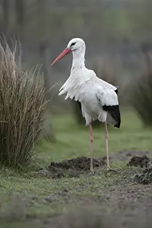 Storks Prints: Picture No. 12010269
