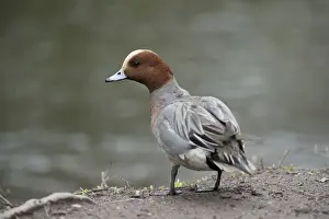 Wigeon Prints: Picture No. 12010271