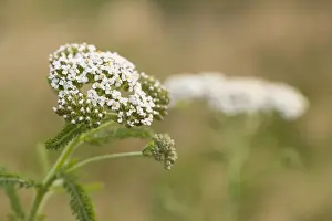 Yarrow Prints: Picture No. 12010277