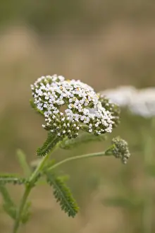 Yarrow Prints: Picture No. 12010278