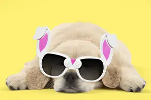 Bunny Prints: Picture No. 12010285