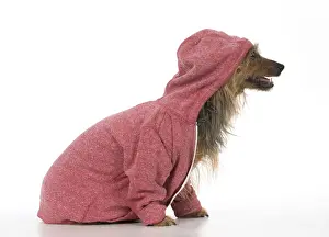 Hoodie Prints: Picture No. 12010310