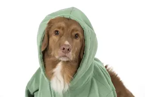Hoodie Prints: Picture No. 12010324