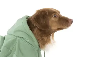 Hoodie Prints: Picture No. 12010325