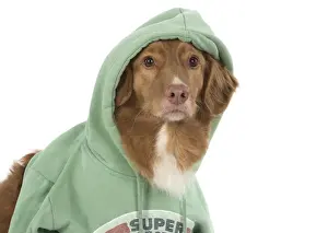 Hoodie Prints: Picture No. 12010327
