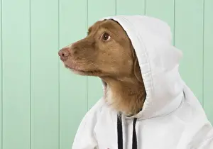 Hoodie Prints: Picture No. 12010331