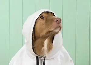 Hoodie Prints: Picture No. 12010332