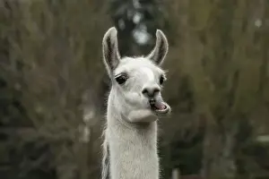 Llamas Prints: Picture No. 12010342