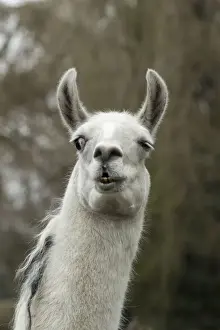 Llamas Prints: Picture No. 12010343
