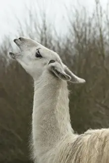 Llamas Prints: Picture No. 12010345