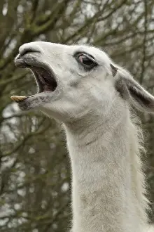 Llamas Prints: Picture No. 12010347