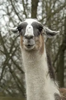 Llamas Prints: Picture No. 12010348