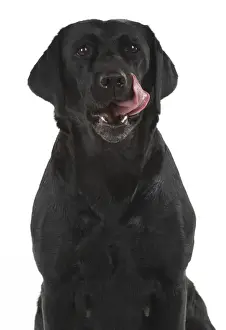 Licking Prints: Picture No. 12010391