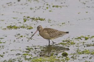 Bar Tailed Godwit Collection: Picture No. 12010400