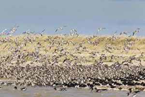 Bar Tailed Godwit Collection: Picture No. 12010402