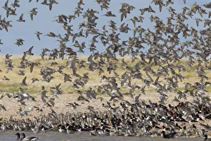 Bar Tailed Godwit Collection: Picture No. 12010403