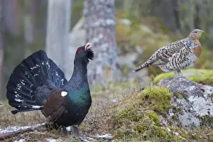 Grouse Prints: Picture No. 12010416