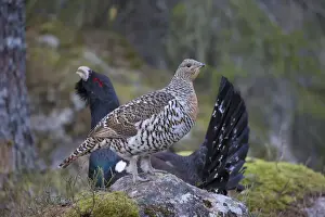 Grouse Prints: Picture No. 12010417