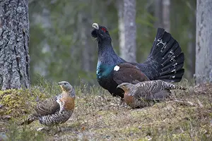 Grouse Prints: Picture No. 12010421