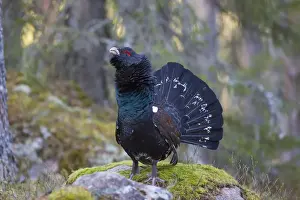 Grouse Prints: Picture No. 12010422