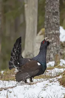 Grouse Prints: Picture No. 12010423