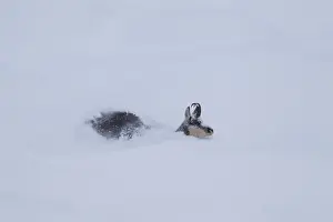 Even Toed Ungulate Prints: Picture No. 12010439