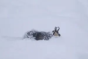 Even Toed Ungulate Prints: Picture No. 12010440