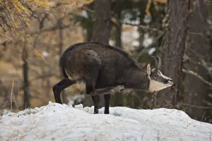 Even Toed Ungulate Prints: Picture No. 12010443