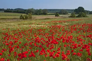 Scenics Prints: Picture No. 12010463