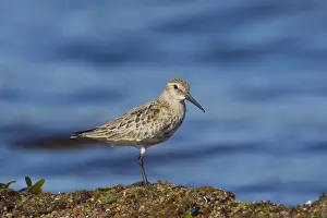 Shorebird Prints: Picture No. 12010465