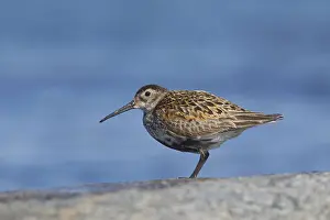 Shorebird Prints: Picture No. 12010468